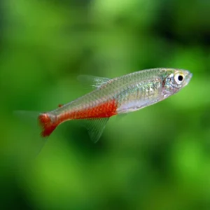 Red Belly Tetra M