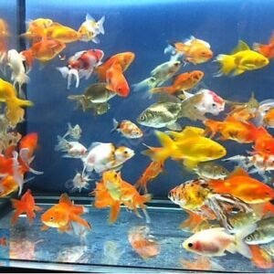 Üç Kuyruk Japon 5-6 cm   6-7 cm   7-8 cm