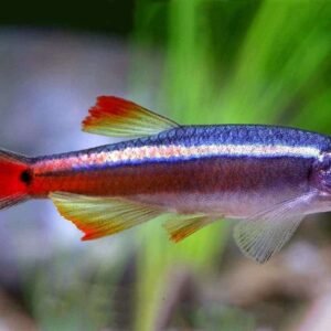 White Cloud Mountain M