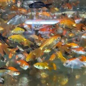 Yerli Japon 4-5 cm-5-6cm-7-8 cm-10-12 cm 13-15 cm