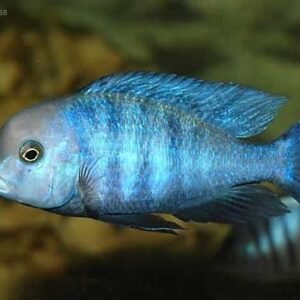 Yunus Ciklet 5-6 /12-13 cm