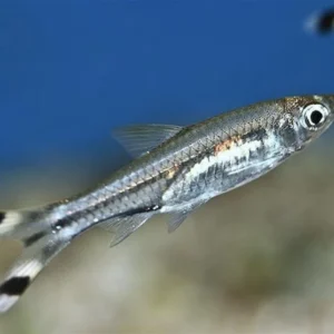 Makas Kuyruk Tetra L