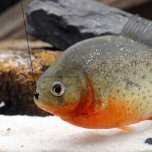 Alternative view of Red Pacu